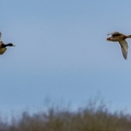 Canard colvert||<img src=_data/i/upload/2021/02/19/20210219185414-5b5dc496-th.jpg>