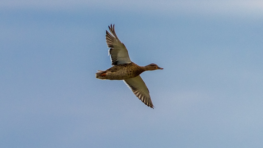 Canard colvert-0030.jpg