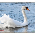 Cygne tuberculé-0062||<img src=_data/i/upload/2021/03/10/20210310113843-6472dac9-th.jpg>