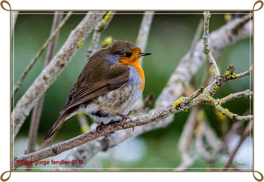 Rouge-gorge familier-0173.jpg