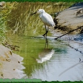 Aigrette Garzette-0058-Site||<img src=_data/i/upload/2021/06/25/20210625223318-c3c1d0e4-th.jpg>