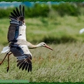 Cigogne-0179-Site||<img src=_data/i/upload/2021/06/25/20210625223453-e332645f-th.jpg>