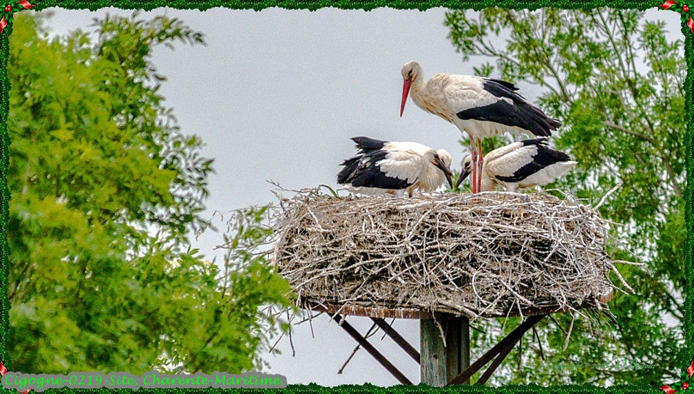 Cigogne-0219-Site.jpg