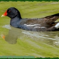 Gallinule poule d'eau-0066-Site||<img src=_data/i/upload/2021/06/25/20210625223553-b8e19df1-th.jpg>