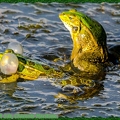 Grenouille verte-0134-Site||<img src=_data/i/upload/2021/06/25/20210625223631-c77deca3-th.jpg>