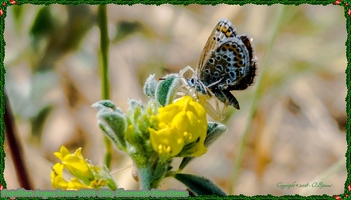 Papillon Argus brun-0004-Site