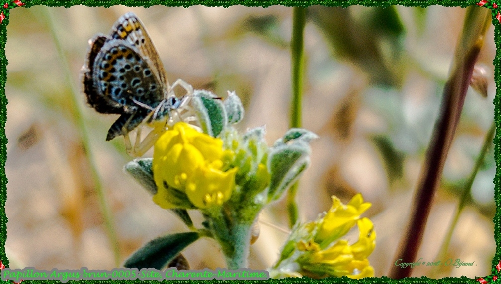 Papillon Argus brun-0005-Site.jpg