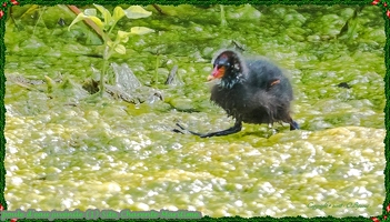 poule d'eau juvénile (1)-Site