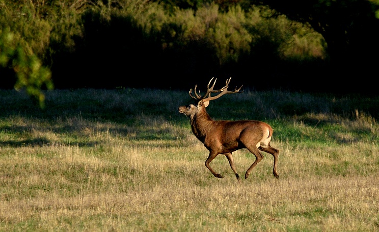 DSC_1871.JPG