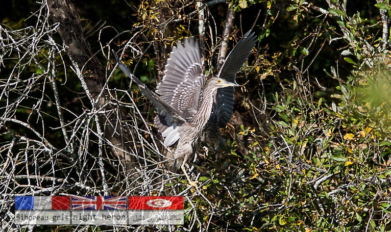 Bihoreau gris-4082.jpg