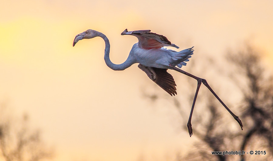 Flamant rose - Photos_179.jpg Photos_179.jpg