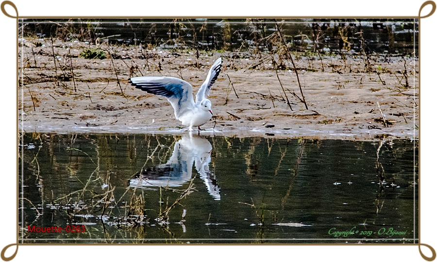 Mouette-0263.jpg